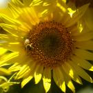 A bee sits on a sunflower on UC Davis' campus.